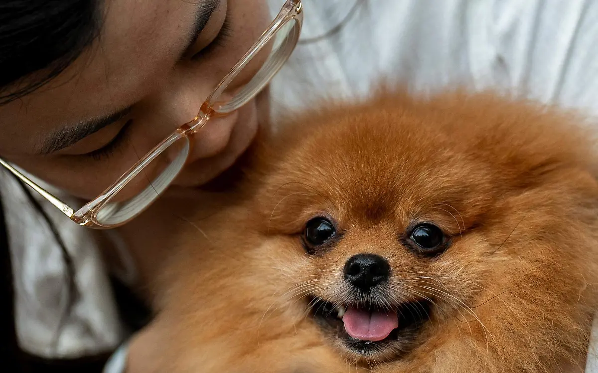 Maltrato animal por qué se dice que es el precursor de la violencia doméstica en los hogares mexicanos Reuters (2)